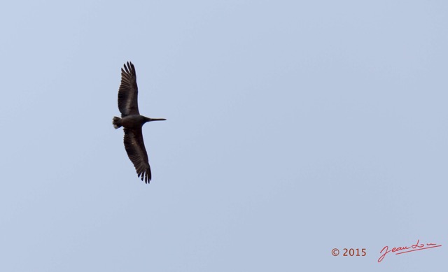 019 LOANGO 2 Tassi Savane et Oiseau Aves Pelican Gris Pelecanus rufescens 15E5K3IMG_106232wtmk.jpg
